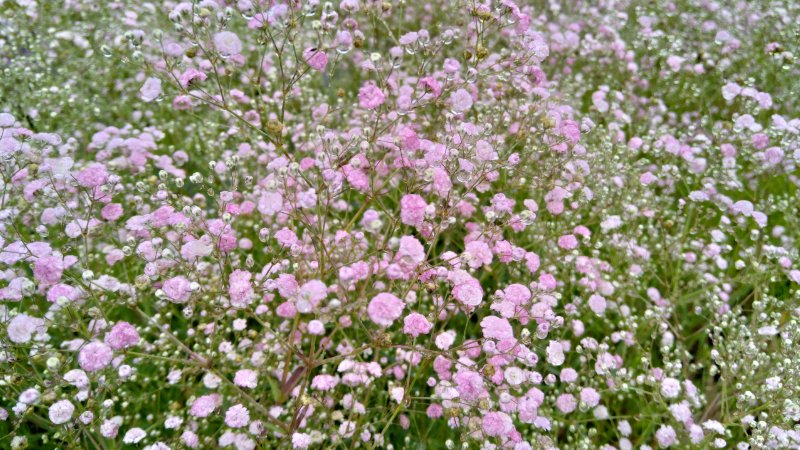 Gypsophila 'Pink Wedding'